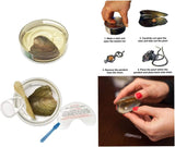 BEE Pearl in Oyster Kit Great Gift for Any Occasion 