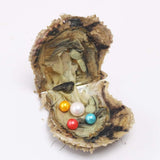 1 PC Saltwater Cultured Akoya Pearl Oyster with 10-13 Mm Edison & 7-8mm Pearls inside 