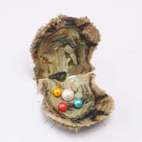 1 PC Saltwater Cultured Akoya Pearl Oyster with 10-13 Mm Edison & 7-8mm Pearls inside 
