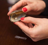 Dolphins Pearl in Oyster Kit Great Gift for Any Occasion 