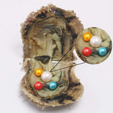 1 PC Saltwater Cultured Akoya Pearl Oyster with 10-13 Mm Edison & 7-8mm Pearls inside 